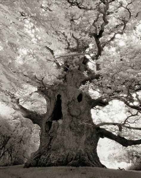 These Ancient Trees Will Transport You To Another World