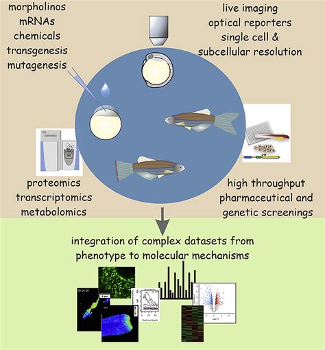 Genetically Encoded Thiol Redox Sensors In The Zebrafish Model Lessons