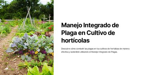 Manejo Integrado De Plaga En Cultivo De Hortícolas