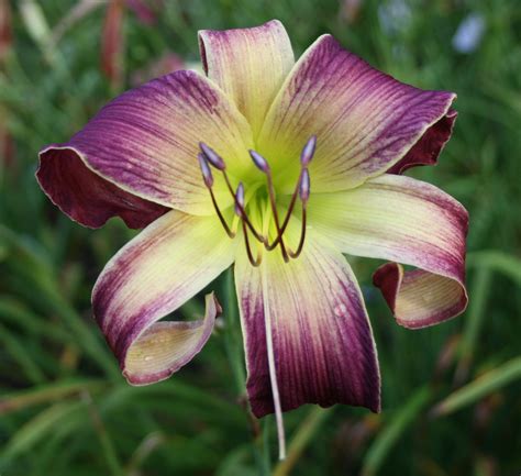 Woodhenge Gardens - FOGGY BOTTOM