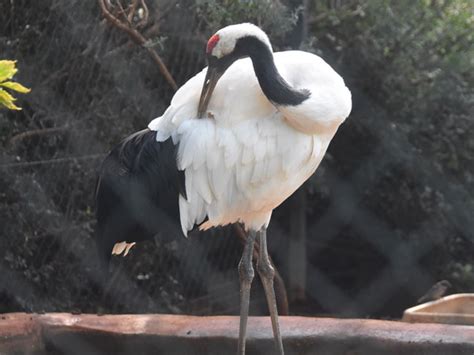 Grus Japonensis Red Crowned Crane In Paphos Zoo