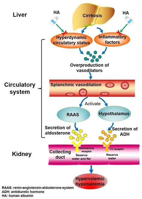 Use of Human Albumin Administration for the Prevention and Treatment of