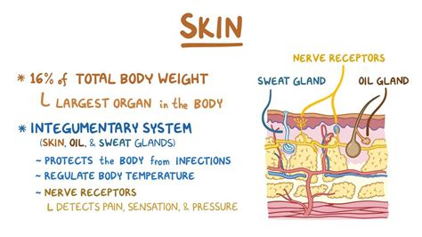 Skin Anatomy And Physiology Video Anatomy Osmosis