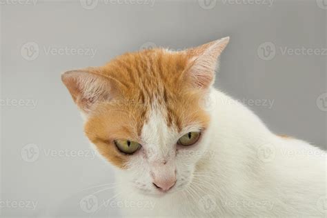 Stray Cat Hair Color Orange And White Studio Closeup 12599497 Stock