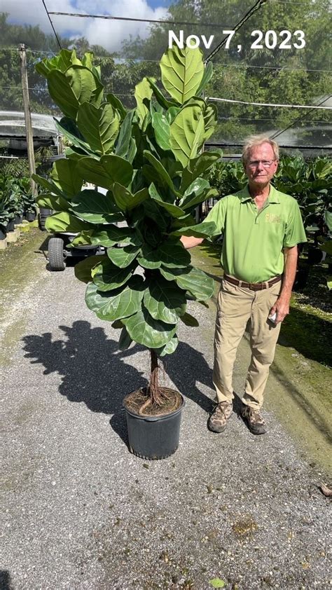 Ficus Audrey Tri State Foliage In House Availability