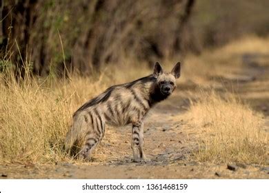 Indian Striped Hyena Habitat Shot Taken Stock Photo 1114263485 ...