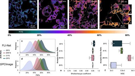 Fast Fit Free Analysis Of Fluorescence Lifetime Imaging Via Deep Learning Pnas