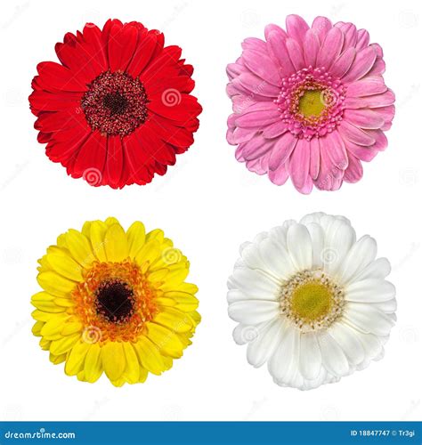 Cuatro Flores Frescas Del Gerbera Aisladas En Blanco Fotografía De