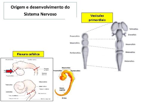 ANATOMIA SISTMICA Sistema Nervoso Prof Dr Lus Fernando