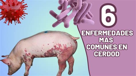 Enfermedades Mas Comunes En Nuestros Cerdo Como Prevenirlas Y Como