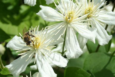 Clematis Fargesii Paul Farges Clematis Herian