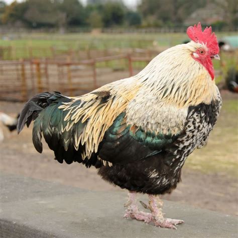 Gold Sex Link Chicken Breed Info Chicken Chicks Info