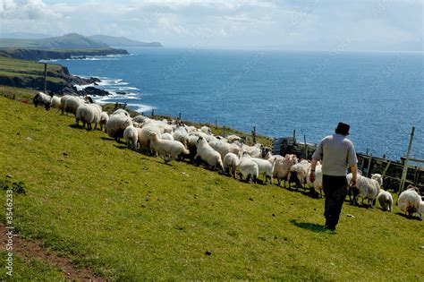 irish sheep Stock Photo | Adobe Stock