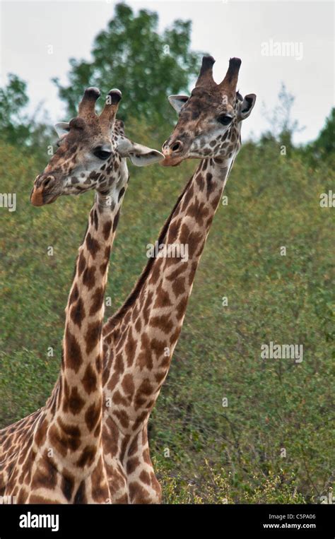 A Pair Of Masai Giraffes Giraffa Camelopardalis Masai Mara National