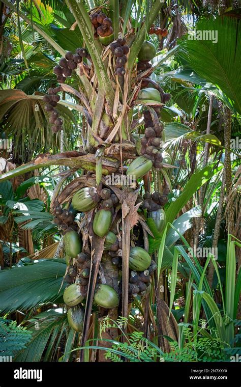 Huge Nuts Of Coco De Mer Palm Tree In Vallee De Mai Praslin Island