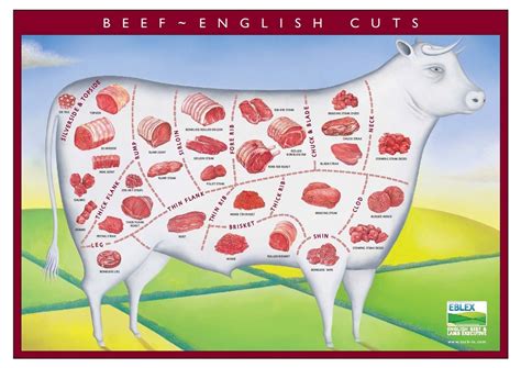 Diagram Of Cuts Of Beef On A Steer