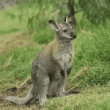 Kangaroo GIFs | Tenor