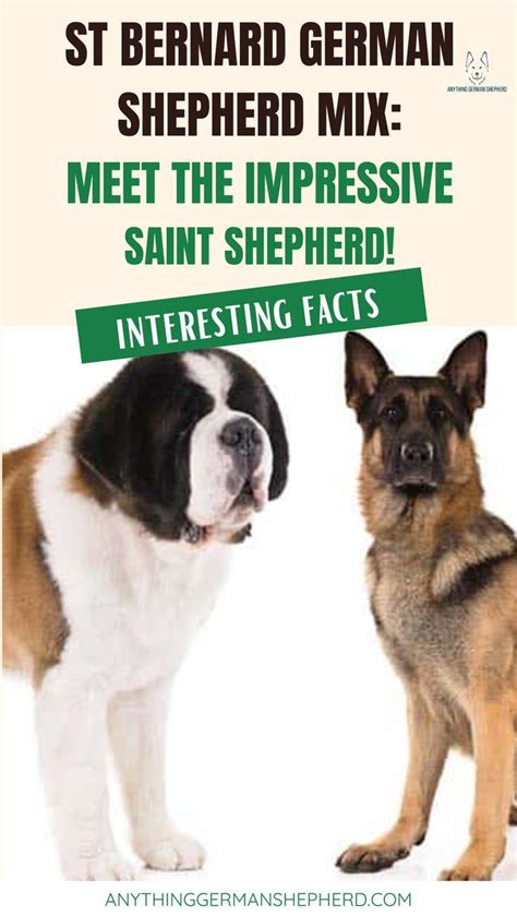 St Bernard German Shepherd Mix The Saint Shepherd