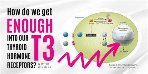 How do we get enough T3 into thyroid hormone receptors? – Thyroid ...