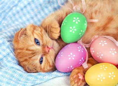 Red Kitten With Easter Colored Eggs Stock Image Image Of Baby Coon