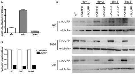 A The Hjurp Mrna Levels For The Non Tumoral Cell Ro And Both Tumoral