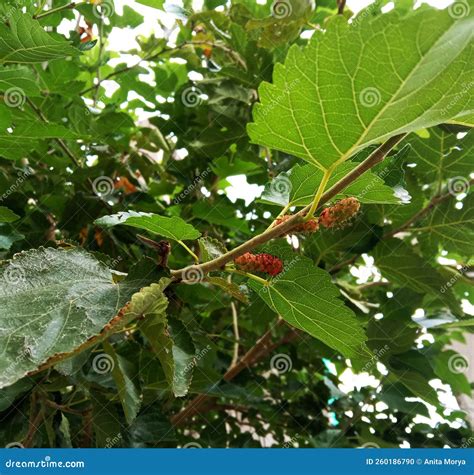 MEDICINAL FRUIT Morus Alba Or SHAHTUT Stock Photo Image Of Freshness