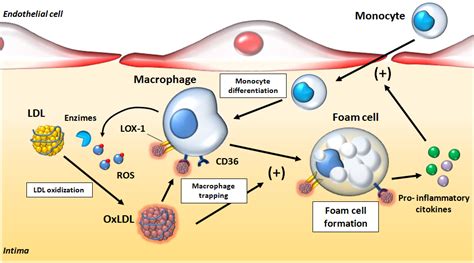 Role Of Oxidized LDL In Atherosclerosis IntechOpen