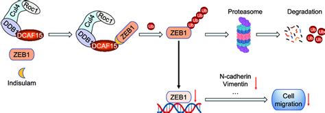 Proposed Model For The Inhibitory Effect Of Indisulam On The Migration