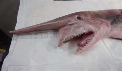 Rare Goblin Shark Caught by Australian Fishermen | OutdoorHub