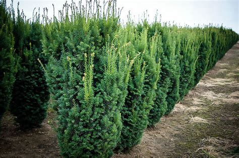 Hicks Yew For Sale Online The Tree Center