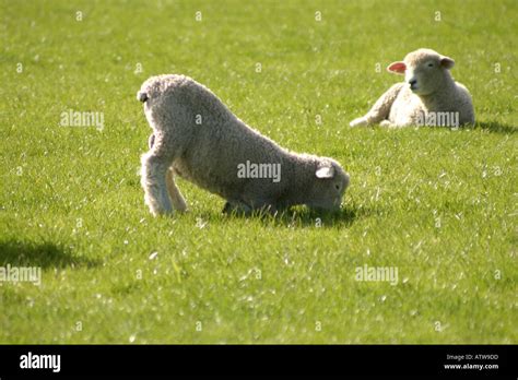 New Zealand Lamb Eating Grass Stock Photo Alamy