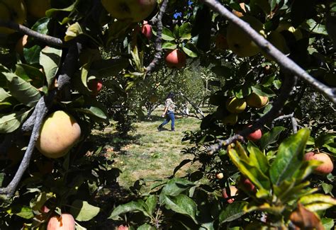 Its Apple Pickin Time In Oak Glen Redlands Daily Facts