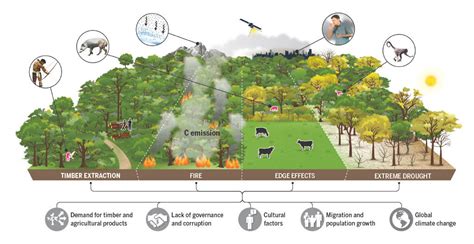 Human Activity Has Degraded More Than A Third Of The Remaining Amazon