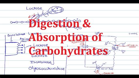 1 Digestion Absorption Of Carbohydrates YouTube