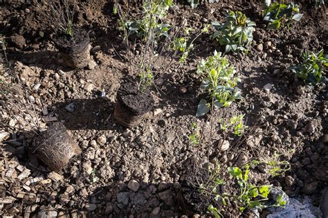 Vaulx En Velin A Pousse Au Mas Du Taureau Met