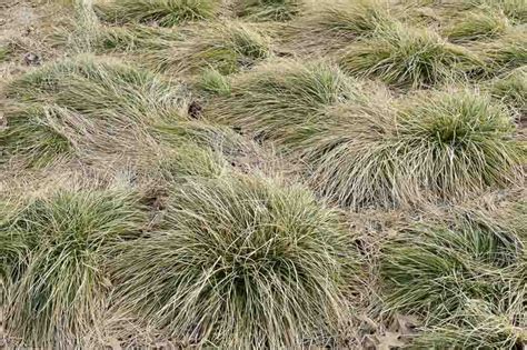 Carex Comans Frosted Curls New Zealand Hair Sedge