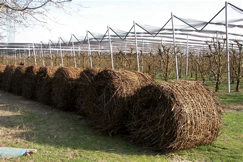 Vite Ecco Come Recuperare Gli Scarti Di Potatura Agrimeccanica