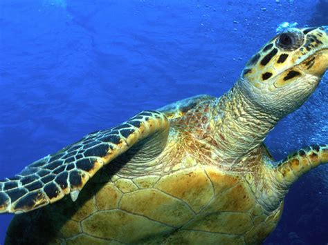 Hawksbill Turtle Facts For Kids | Kids Matttroy