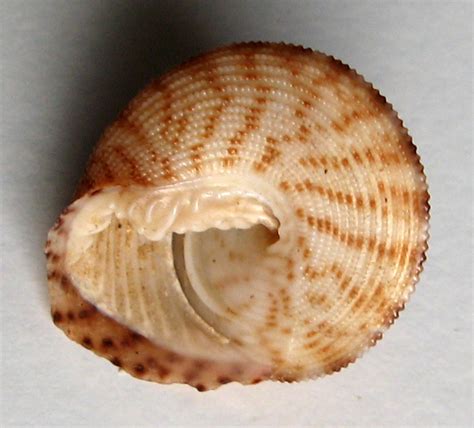 Clanculus persicus Habe T T Shikama 1968 SHELLS MUŠLE LASTURY