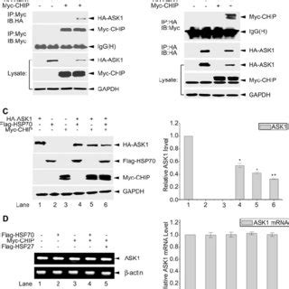 Chip Participates Hsp Induced Ubiquitination And Degradation Of Ask