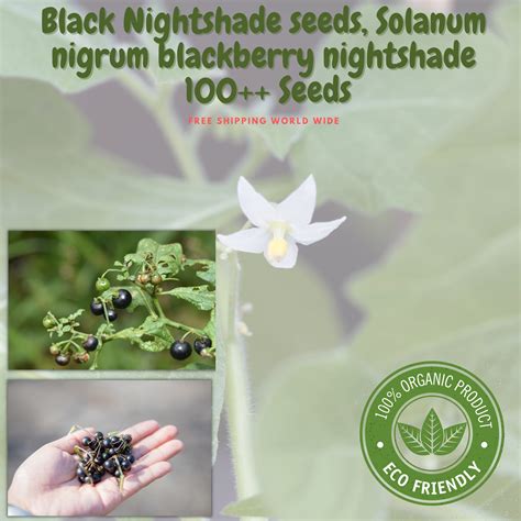 Black Nightshade Seeds Solanum Nigrum Blackberry Nightshade Etsy