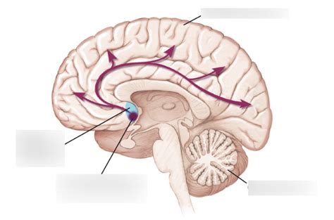 Ch. 6 Gen., Discr., & Concept Learning - Basal Forebrain Diagram | Quizlet