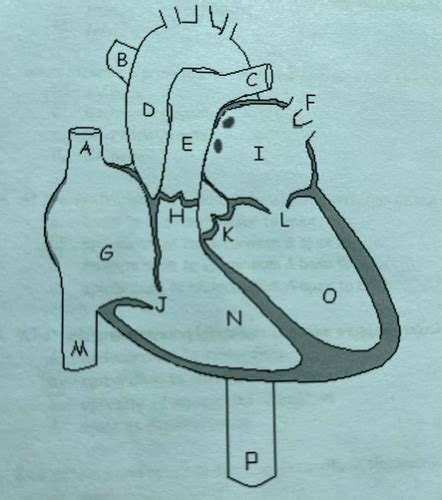 Week 1 Test Echo Anatomy Flashcards Quizlet