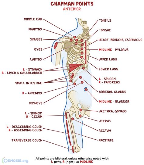 Chapman Reflex Points 3