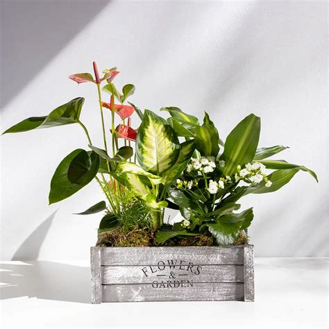 Caja de plantas Soleá Flores de Cavia