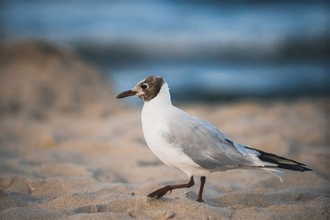 Black Headed Gull Pasir Pantai Foto Gratis Di Pixabay Pixabay