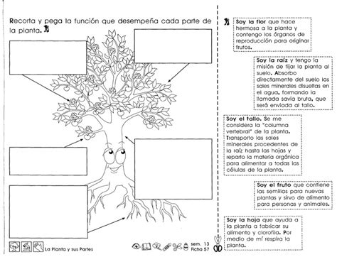Recursos didácticos para imprimir, ver, leer: "La planta y sus partes ... 