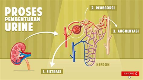 Proses Pembentukan Urine Dalam Tubuh Manusia