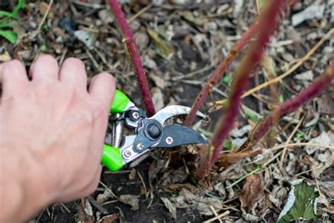 Himbeeren Schneiden Der Ultimative Guide Wurzelwerk