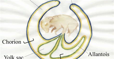 Developmental Biology: Allantois